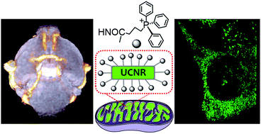 Mitochondriotropic Lanthanide Nanorods: Implications for Multimodal Imaging