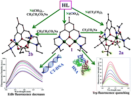 Dinuclear nickel complexes of divergent Ni∙∙∙Ni separation showing ancillary ligand addition and bio-macromolecular interaction