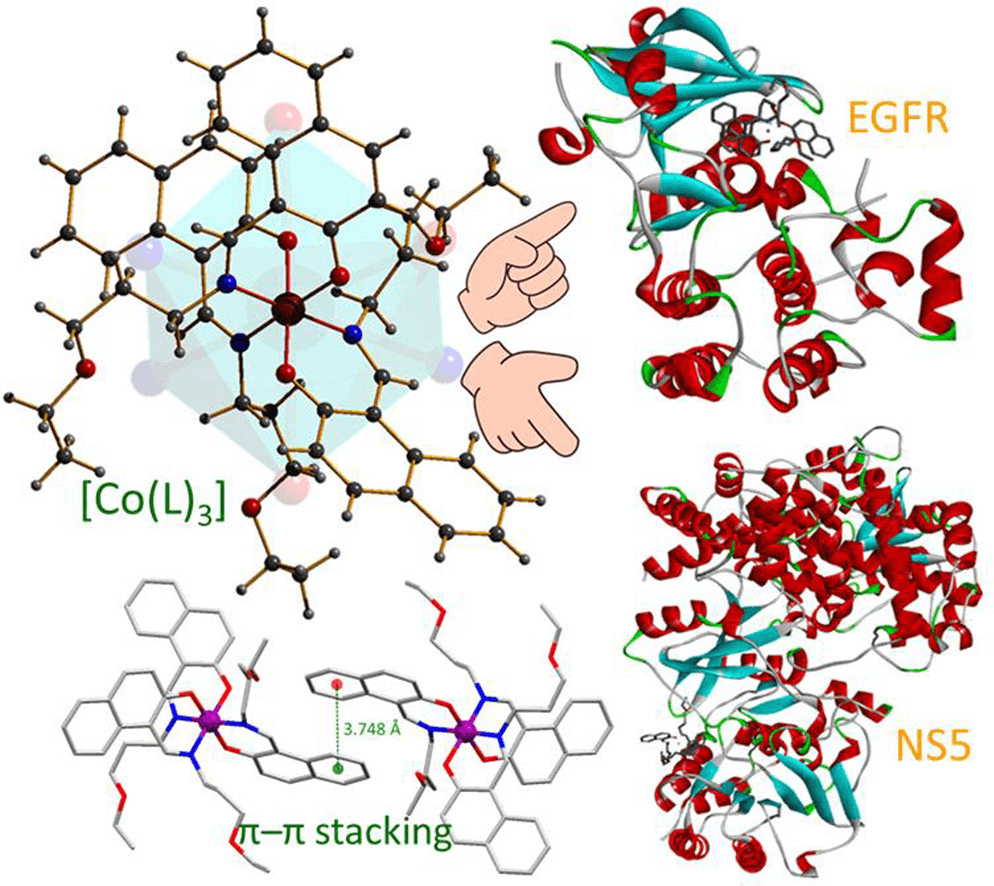 Mononuclear Co(III) complex: Synthesis, characterization and molecular docking with multiple protein targets, and EGFR inhibition
