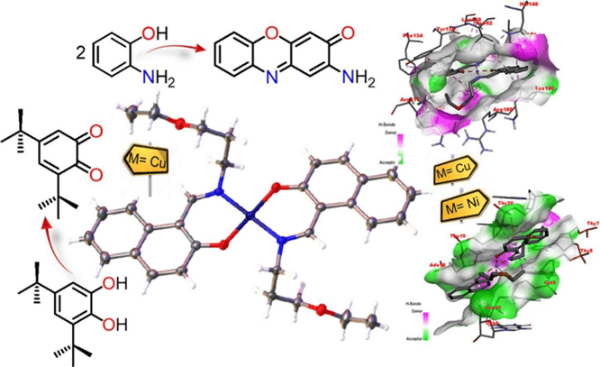 Isostructural square planar mononuclear copper(II) and nickel(II) complexes: catecholase and phenoxazinone synthase activity, protein and DNA-binding insights, and molecular docking