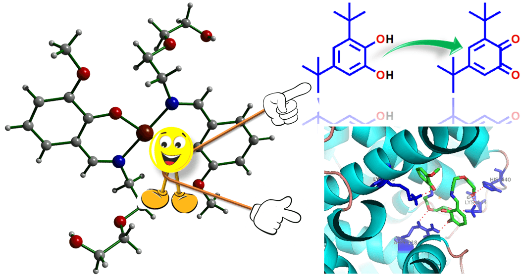Investigations on a mononuclear Cu(II) Schiff base complex: Theoretical calculations, catechol oxidase activity, and protein binding interaction analysis